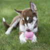 KONG Easy Treat - Puppy - Image 3