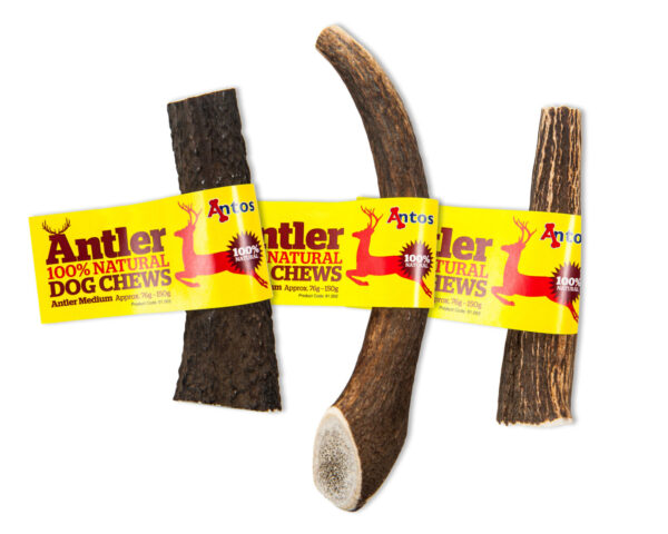Antos Antler - Medium