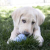 KONG Puppy - Large - Image 5