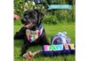 Ancol Pawty Time Bandana - Image 2