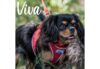 Ancol Viva Nylon Collar - Red - Image 2