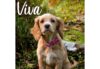 Ancol Viva Nylon Collar - Pink - Image 2