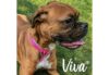 Ancol Viva Nylon Padded Collar - Pink - Image 2