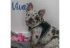 Ancol Viva Step-in Mesh Dog Harness - Black - Image 3