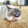 King Catnip Dental Stalks (10g) - Image 3