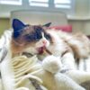 King Catnip Dental Stalks (10g) - Image 2