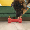 KONG Ziggies Enhanced - Medium/Large 227g - Image 3